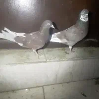 یک جفت سرخ