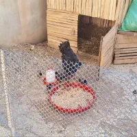 فروش مرغ خانگی