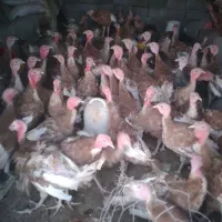 بوقلمون ارگانیک بوربون وبرنز|حیوانات مزرعه|کامیاران, |دیوار