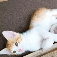 واگذاری بچه گربه ۲ ماهه خونگی