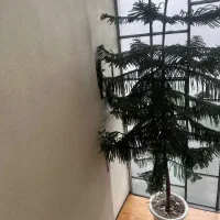 کاج مطبق|گل و گیاه طبیعی|تهران, مجیدیه|دیوار