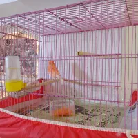 قناری صاف خوش هیگل نرریزخون معاوضه باقناری زردنر|پرنده|برازجان, |دیوار