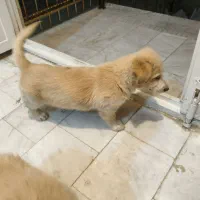 واگذاری سگ شیتژو