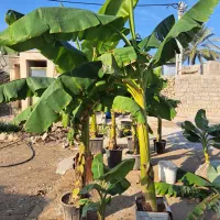 فروش نهال موز