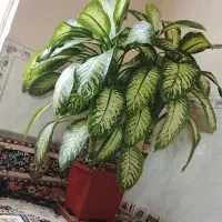 گل دیفن باخیا