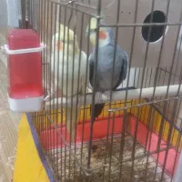 عروس هلندی|پرنده|ملایر, |دیوار