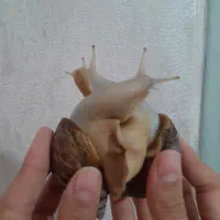 حلزون اچانتینا