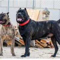 کن کورسو خط خون بالا قلدر و درشت جثه