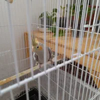 جوجه عروس هلندی|پرنده|شاندیز, |دیوار