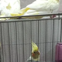 عروس هلندی ماده