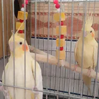 یک جفت عروس هلندی نرماده ودوتا مرغ مینا قیمت مناسب|پرنده|نرماشیر, |دیوار