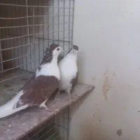 دمگیر دوبحر