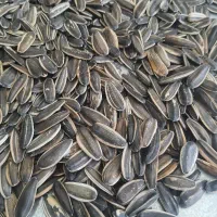 تخمه آفتابگردان