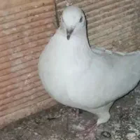 نرجوزی و نرزاغ گم کردم