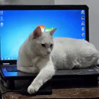 گربه سفید در استانست