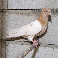 کبوتر