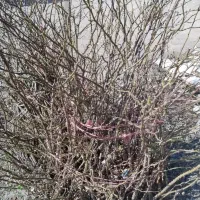 گل محمدی|گل و گیاه طبیعی|نیشابور, فضل|دیوار