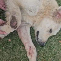 سگ بومی گمشده|حیوانات|سنندج, |دیوار