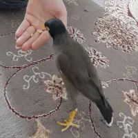 مرغ مینا