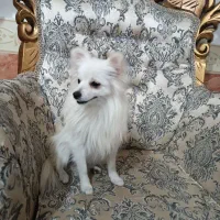 سگ گم شده مژدگانی میدم|سگ|شاهین دژ, |دیوار