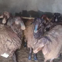 بره نر|حیوانات مزرعه|گلپایگان, |دیوار