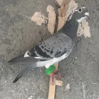 پولکی  ،. قره پولکی ، سبز چینی|پرنده|مشهد, ابوذر|دیوار