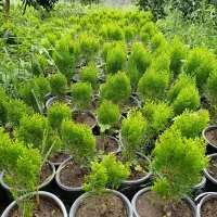 کامیس زعفرانی سطل ۳.۵|گل و گیاه طبیعی|رحیمآباد, |دیوار