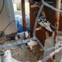 کفتر بهبهانی شهری|پرنده|شیراز, شهرک مهرگان|دیوار