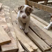 سگ پیتبول|سگ|رباطکریم, رباطکریم|دیوار