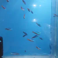 انواع ماهی و تجهیزات آکواریوم|ماهی|اصفهان, شهرک ولیعصر|دیوار