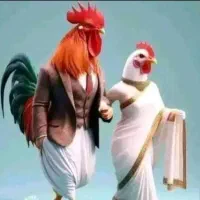 فروش جوجه ۱۰روزه