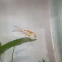 همه نوع ماهی|ماهی|نظرآباد, مسکن مهر نظرآباد|دیوار