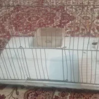 قفسه پرنده|لوازم جانبی حیوانات|مشهد, انصار|دیوار
