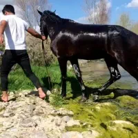 اسب نر|اسب و تجهیزات اسبسواری|مشگین شهر, |دیوار