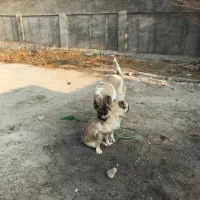 خراسانی افغانی سرابی|سگ|بروجرد, |دیوار