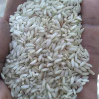 برنج عنبربو خوزستان