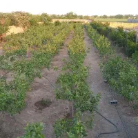 فروش باغ پسته13ساله/ ولیعصر موسی اباد