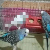 مرغ عشق|پرنده|شیراز, غدیر جنوبی|دیوار