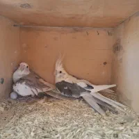 عروس|پرنده|سبزوار, سیادتی|دیوار