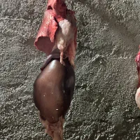 فروش بره چاق کلاله|حیوانات مزرعه|کلاله, |دیوار