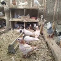 رنگی|پرنده|محمدیه-قزوین, |دیوار