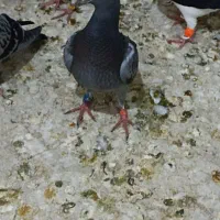 جوجه پلاکی