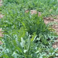 سرکارگر وجین یکه کردن