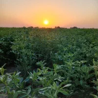 یونجه پرس شده