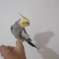 عروس هلندی|پرنده|اهواز, کیانشهر|دیوار