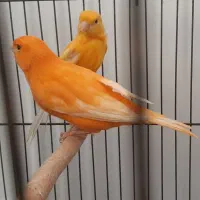 قناری ردفکتور As+رسمی|پرنده|شاهرود, |دیوار