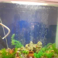 آکواریوم بزرگ