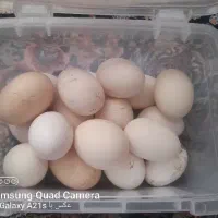 تخم مرغ گلین نطفه دار