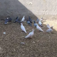 کبوتر پلاکی