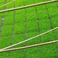 تیم  باکسی ۲۳۰|خدمات باغبانی و درختکاری|شفت, |دیوار